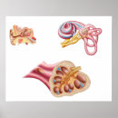 Pesquisar por human anatomy pôsteres pósteres Digitally generated image