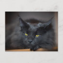 Pesquisar por kitten cartoes postais Funny