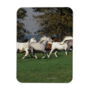 Pesquisar por cavalo árabe imas Execução