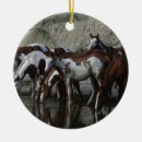 Pesquisar por cavalo do pinto natal decoração Equestre