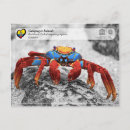Pesquisar por caranguejo vermelho cartoes postais Galápagos