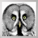 Pesquisar por olho da coruja pósteres Olhar