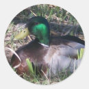 Pesquisar por duck adesivos Qualquer pessoa