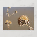 Pesquisar por da barba cartoes postais Flor