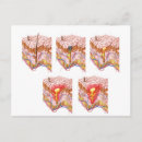 Pesquisar por inflamação cartoes postais Papilas dérmicas