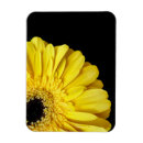 Pesquisar por gerbers imas Flor