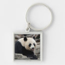 Pesquisar por giants chaveiros Pandas bonitas