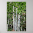 Pesquisar por birch tree pósteres Pássaro