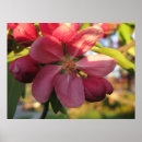 Pesquisar por flores cor de rosa pôsteres pósteres Fotografia
