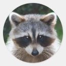 Pesquisar por raccoon adesivos Casulo