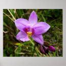 Pesquisar por orquídea roxa pôsteres pósteres Qualquer pessoa