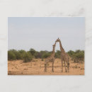 Pesquisar por girafa cartoes postais Animal selvagem