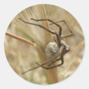 Pesquisar por aracnídeos adesivos Animais