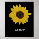 Pesquisar por girassol amarelo floral flor artes pósteres Para eles