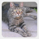 Pesquisar por gato malhado adesivos Gatinho