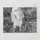 Pesquisar por cabra preta cartoes postais Branco