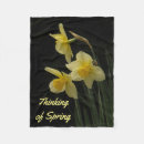 Pesquisar por daffodils fotografia Primavera