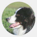 Pesquisar por filhote cachorro border collie adesivos Foto