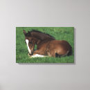 Pesquisar por warmbloods Foto