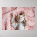 Pesquisar por animais domésticos pôsteres pósteres Gato