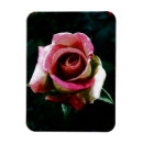 Pesquisar por pétalas cor de rosa imas Beleza
