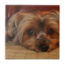 Pesquisar por yorkshire terrier lar enfeites Cachorro