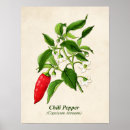 Pesquisar por chili pôsteres pósteres Vegetal