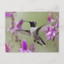 Pesquisar por borboletas tropicais cartoes postais Natureza