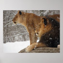 Pesquisar por leão pósteres Floresta