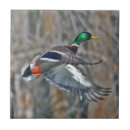 Pesquisar por aves aquáticas azulejos Natureza