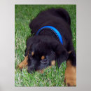 Pesquisar por rottweiler pôsteres pósteres Filhote de cachorro