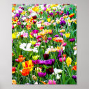 Pesquisar por tulipas pastel pôsteres pósteres Natureza