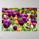 Pesquisar por tulipas amarelas pôsteres pósteres Natureza