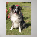 Pesquisar por border collie pósteres Cachorrinho
