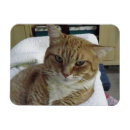 Pesquisar por riscado imas Gatos