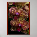 Pesquisar por orquídeas exóticas pôsteres pósteres Para ela