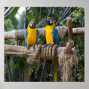 Pesquisar por macaw azul e amarelo Papagaio