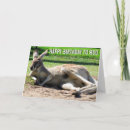 Pesquisar por canguru horizontal cartoes Aniversário