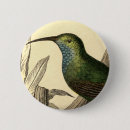 Pesquisar por do colibri botons Pássaro