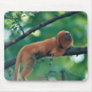 Pesquisar por macaco do marmoset Animais