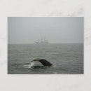 Pesquisar por baleia de humpback Atlântico