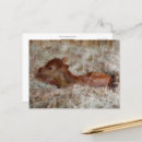 Pesquisar por amante da vaca cartoes postais Animal