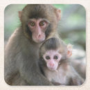 Pesquisar por macacos porta copos Animal