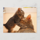 Pesquisar por dois gatinhos cartoes postais Amor