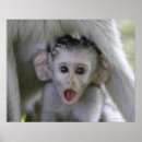 Pesquisar por babuíno pôsteres pósteres Animal