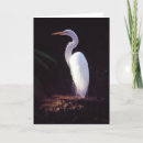 Pesquisar por grande egret branco Garça real