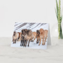 Pesquisar por cavalo islandês cartoes Rebanho