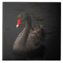 Pesquisar por aves aquáticas azulejos Pássaro