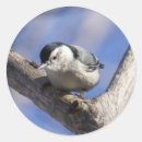 Pesquisar por pica pau cinzento breasted branco Animais selvagens