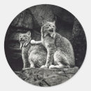 Pesquisar por lince adesivos Gato